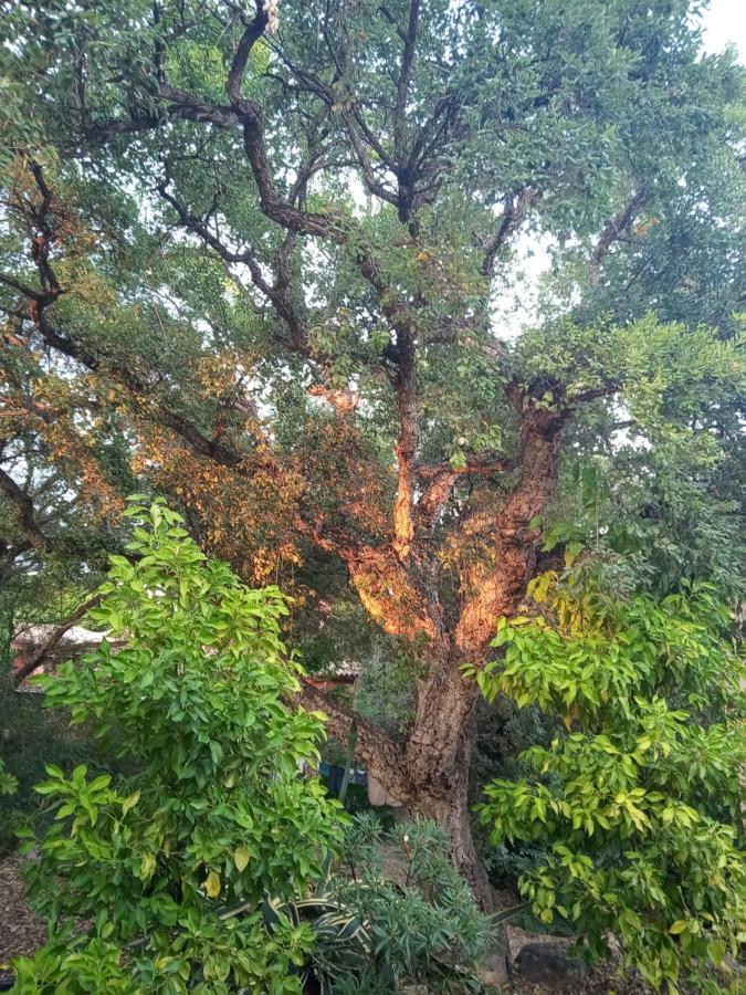 Sotogrande. Estancia Privada En Plena Naturaleza エクステリア 写真