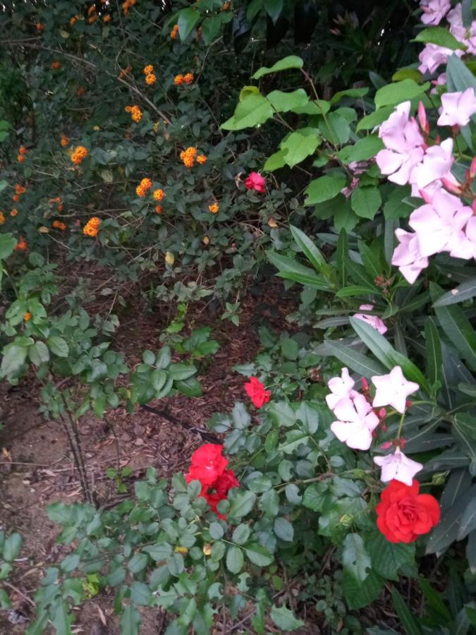 Sotogrande. Estancia Privada En Plena Naturaleza エクステリア 写真